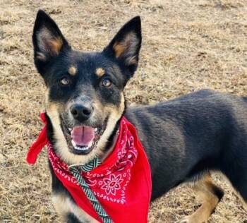 Rescue Cattle Dog and Mixed Breed Dogs for Adoption in Seneca, South Carolina - McGee $85 | PetCurious
