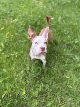 Rescue American Staffordshire Terrier Dogs for Adoption in Ferndale, Washington - Kewpie | PetCurious