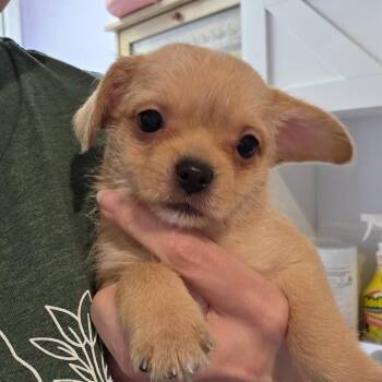 Butter Tarts -  Mixed Breed Dog for Adoption in Fredericksburg, Virginia - Butter Tarts | PetCurious