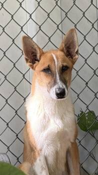 Finn Available 9/15 -  Terrier Dog for Adoption in Elmsford, New York - Finn Available 9/15 | PetCurious