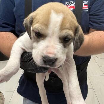 Mixed Breed Dogs Available for Adoption in Lufkin, Texas - Cato | PetCurious