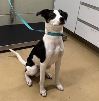 OWEN -  Rat Terrier and Mixed Breed Dog for Adoption in Minneapolis, Minnesota - OWEN | PetCurious