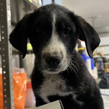 Mixed Breed Dogs Available for Adoption in Moab, Utah - Collins | PetCurious