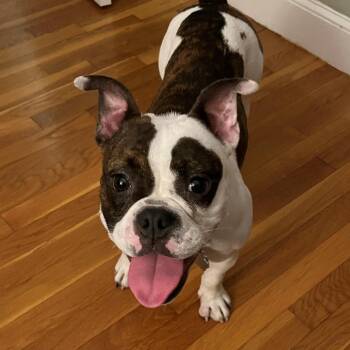 English Bulldog and Boston Terrier Dogs Available for Adoption in Andover, Massachusetts - Tully - Local Gal | PetCurious