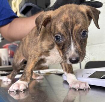 REUBEN -  American Staffordshire Terrier and Labrador Retriever Dog for Adoption in Corpus Christi, Texas - REUBEN | PetCurious