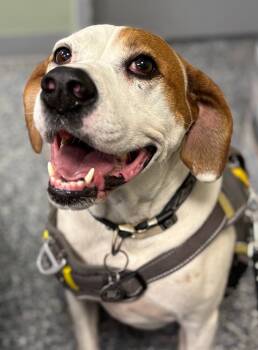 Rescue English Pointer Dogs for Adoption in Carthage, Missouri - Grace | PetCurious