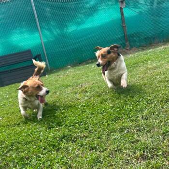Shrek -  Cardigan Welsh Corgi and Beagle Dog for Adoption in Jacksboro, Tennessee - Shrek | PetCurious