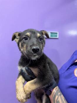 Belgian Shepherd Malinois and Mixed Breed Dogs Available for Adoption in El Paso, Texas - 60837328 | PetCurious