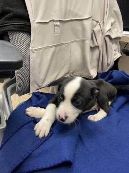 Jimmy -  Mixed Breed Dog for Adoption in Hobbs, New Mexico - Jimmy | PetCurious