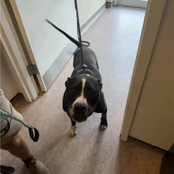 Atlas -  Pit Bull Terrier Dog for Adoption in Brentwood, Missouri - Atlas | PetCurious