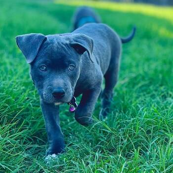 Pit Bull Terrier Dogs Available for Adoption in Boerne, Texas - Wren | PetCurious