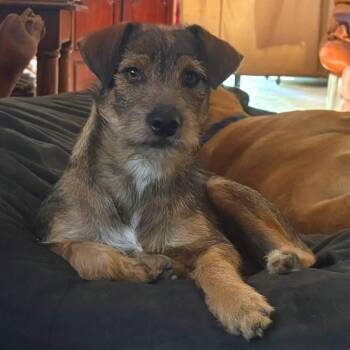 Benny -  Terrier and Chihuahua Dog for Adoption in Coachella, California - Benny | PetCurious