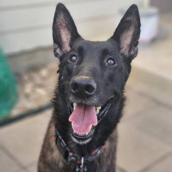 Rocket -  Belgian Shepherd Malinois and Mixed Breed Dog for Adoption in San Antonio, Texas - Rocket | PetCurious