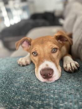 Rescue Mixed Breed Dogs for Adoption in Charleston, South Carolina - Willie | PetCurious