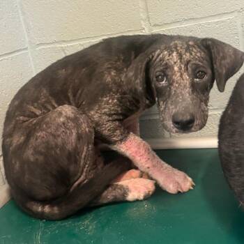 Labrador Retriever and Beagle Dogs Available for Adoption - Meenie 5106 | PetCurious