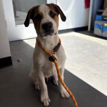 Mixed Breed Dogs Available for Adoption in Spokane, Washington - Aero | PetCurious