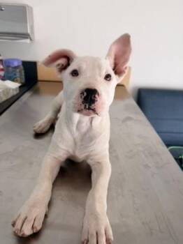 American Staffordshire Terrier and Terrier Dogs Available for Adoption - Rj | PetCurious