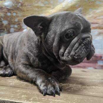 French Bulldog Dogs Available for Adoption in Normal, Illinois - Smush | PetCurious