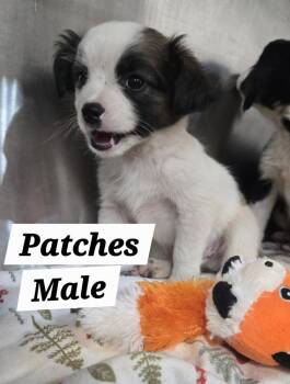 MO Patches -  Shih Tzu Dog for Adoption in Warrenton, Missouri - MO Patches | PetCurious