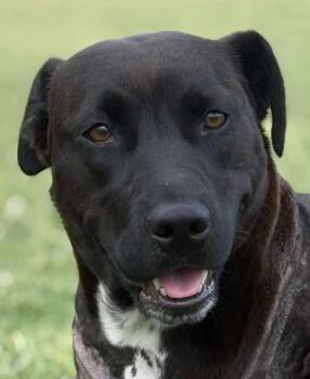 Rescue Labrador Retriever and Beagle Dogs for Adoption in Boerne, Texas - Chelsea2 | PetCurious