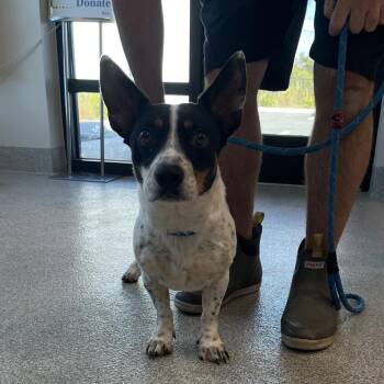 Mixed Breed Dogs Available for Adoption - Roger | PetCurious