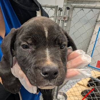 American Staffordshire Terrier Dogs Available for Adoption - Rosita | PetCurious