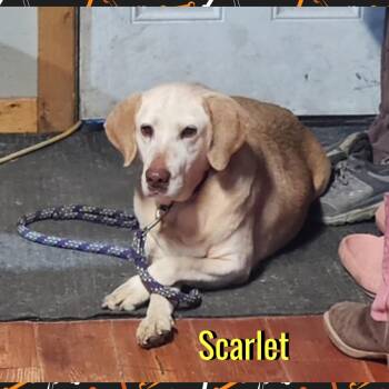 Scarlet -  Yellow Labrador Retriever Dog for Adoption in Red Lodge, Montana - Scarlet | PetCurious