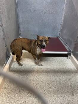 Cattle Dog and Mixed Breed Dogs Available for Adoption - Shakira | PetCurious