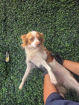 61310814 -  Chihuahua and Mixed Breed Dog for Adoption in El Paso, Texas - 61310814 | PetCurious