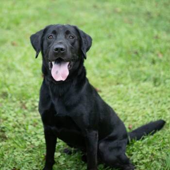 Camden -  Black Labrador Retriever and Mixed Breed Dog for Adoption in Brownsboro, Alabama - Camden | PetCurious