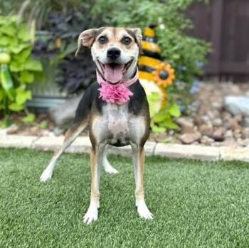 Mantis -  Beagle Dog for Adoption in Fairfield, Connecticut - Mantis | PetCurious