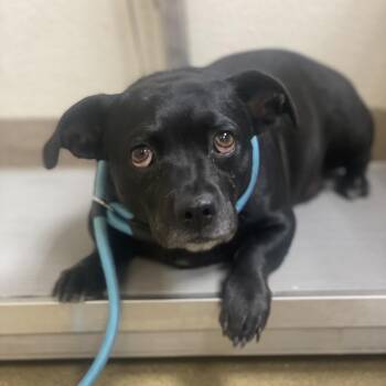 Chihuahua Dogs Available for Adoption - Penelope | PetCurious