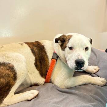 English Bulldog and Cattle Dog Dogs Available for Adoption in Murray, Utah - Dave | PetCurious