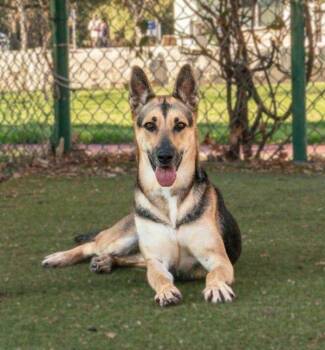German Shepherd Dog Dogs Available for Adoption in Austin, Texas - Estrella | PetCurious