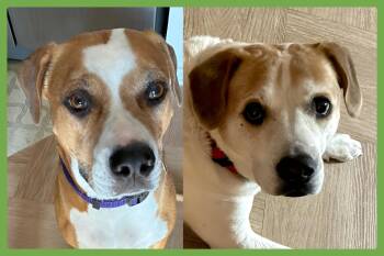 Lucky and Piper -  Pit Bull Terrier and Hound Dog for Adoption in Amherst, Massachusetts - Lucky And Piper | PetCurious