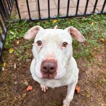 Rescue Pit Bull Terrier Dogs for Adoption in Lynchburg, Virginia - Tennessee | PetCurious