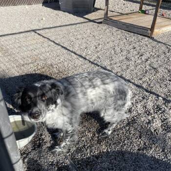 Border Collie and Australian Shepherd Dogs Available for Adoption in Rexburg, Idaho - Snow | PetCurious
