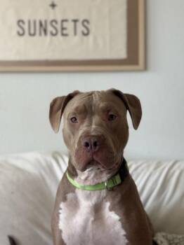 Mixed Breed Dogs Available for Adoption in Daytona Beach, Florida - Diesel - 2 | PetCurious