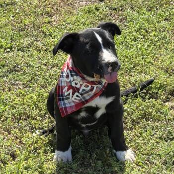 Shepherd and Border Collie Dogs Available for Adoption - Fred | PetCurious