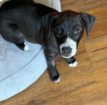 Juno -  Mixed Breed Dog for Adoption in Maineville, Ohio - Juno | PetCurious