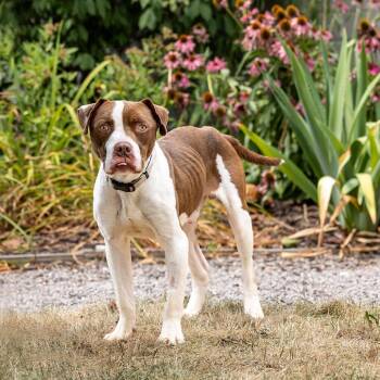 Chuck -  Pit Bull Terrier Dog for Adoption in Council Bluffs, Iowa - Chuck | PetCurious