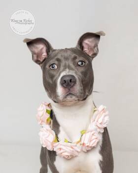 Rosie -  American Staffordshire Terrier and Labrador Retriever Dog for Adoption in Tuscaloosa, Alabama - Rosie | PetCurious