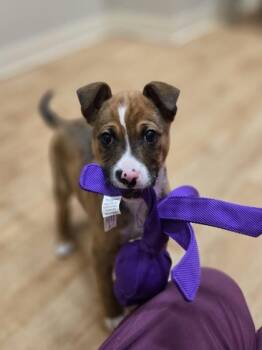 Mixed Breed Dogs Available for Adoption - Patch | PetCurious