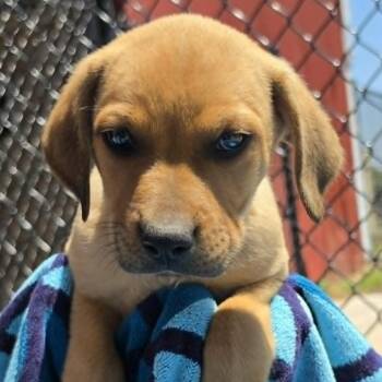 David Lee Roth -  German Shepherd Dog and Mixed Breed Dog for Adoption in Olathe, Kansas - David Lee Roth | PetCurious