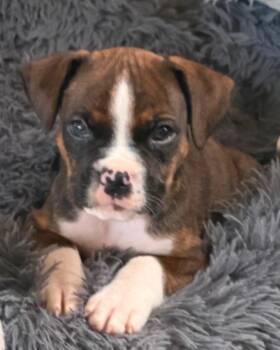 Liam -  Boxer and Pit Bull Terrier Dog for Adoption in Churchville, New York - Liam | PetCurious