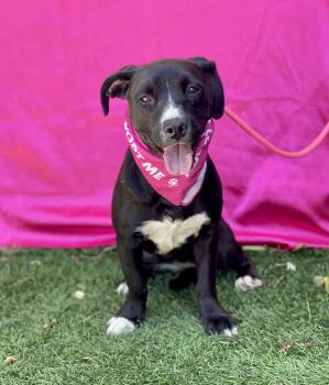Terrier Dogs Available for Adoption in Rowland Heights, California - LUCY | PetCurious