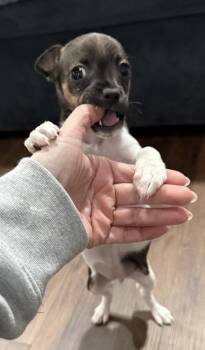 Chihuahua and Mixed Breed Dogs Available for Adoption - Zelda | PetCurious