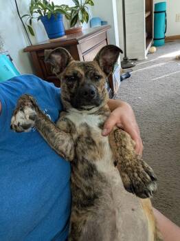 Noli -  Mountain Cur Dog for Adoption in New Albany, Ohio - Noli | PetCurious