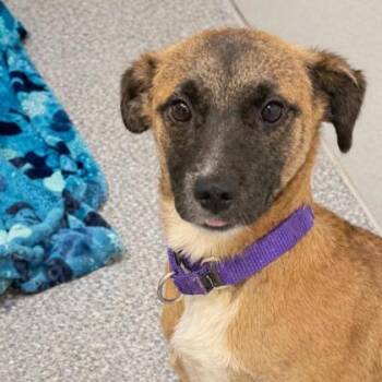 Mixed Breed Dogs Available for Adoption - Jill | PetCurious