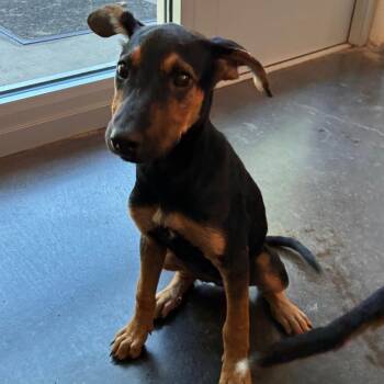 Pumpkin Chai -  Shepherd and Mixed Breed Dog for Adoption in Norman, Oklahoma - Pumpkin Chai | PetCurious